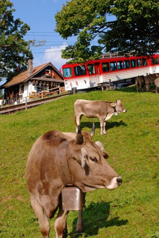 Von Vitznau geht es mit der Rigi Bahn direkt auf den Gipfel zur Rigi Kulm. 