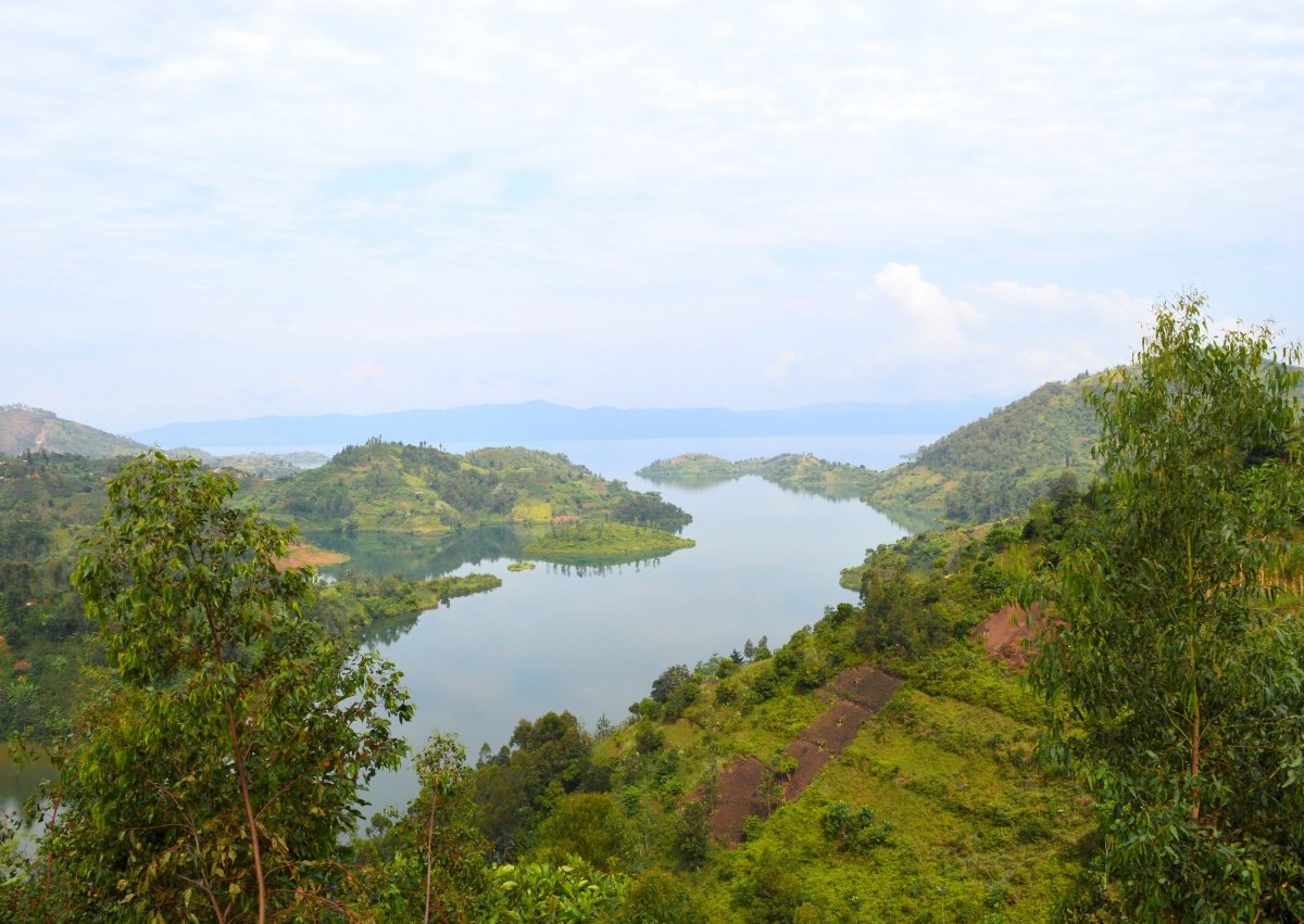 Ruanda, Gorilla-Trekking.jpg