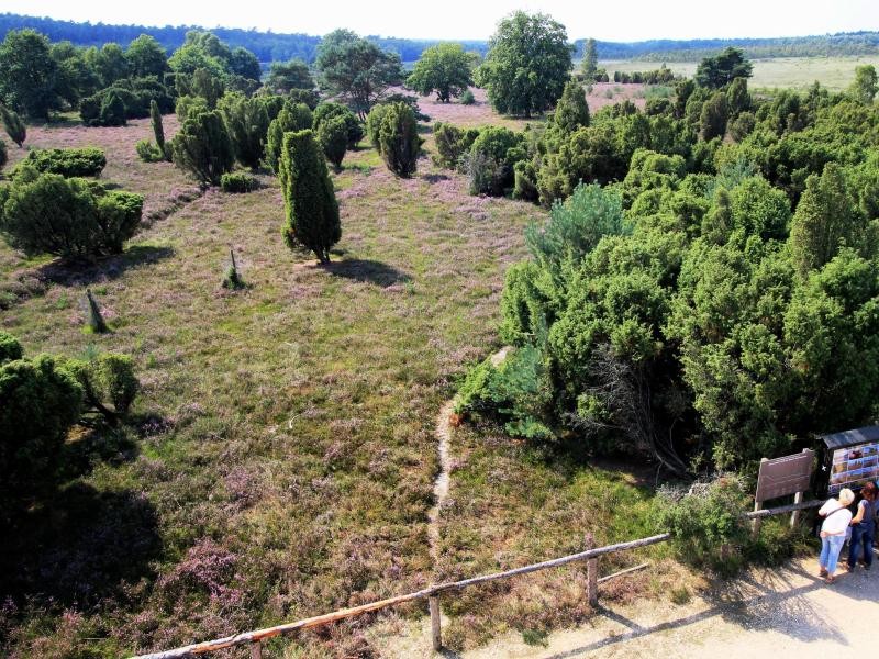 Sanfte Violetttöne: Im Schwalmbruch bei Brüggen blüht die Heide.