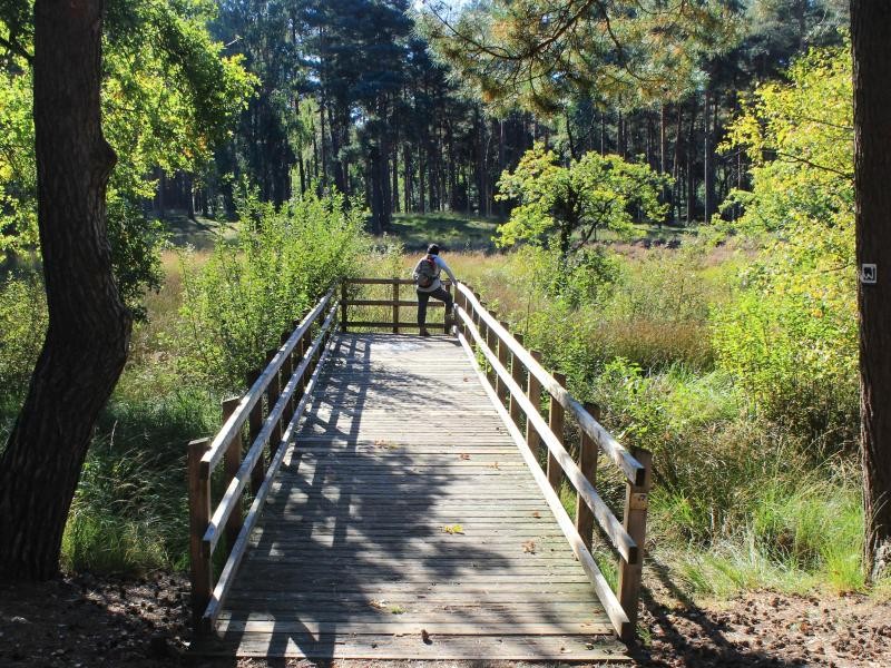 Im Galgenvenn führt ein Holzsteg ein paar Meter hinaus auf die Lichtung im Kiefernwald. Der Steg ist einer von 25 Wasserblicken, die an markanten Punkten der Landschaft errichtet wurden.