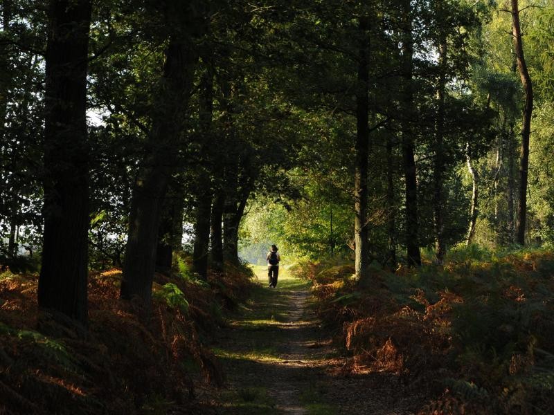 Durch kleine Wäldchen führen die Wanderwege im Naturpark Schwalm-Nette.