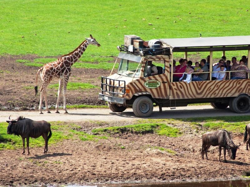 Wildtiere Afrikas bekommen Besucher im Serengeti-Park in Hodenhagen zu sehen - der Park ist benannt nach dem bekannten Nationalpark in Tansania.