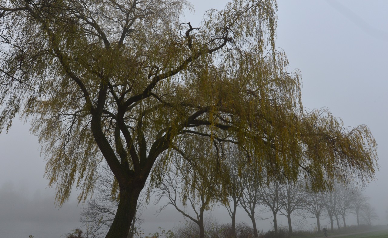 Wetter in NRW: Am Wochenende sollte man lieber nicht den Schirm vergessen! (Symbolbild)