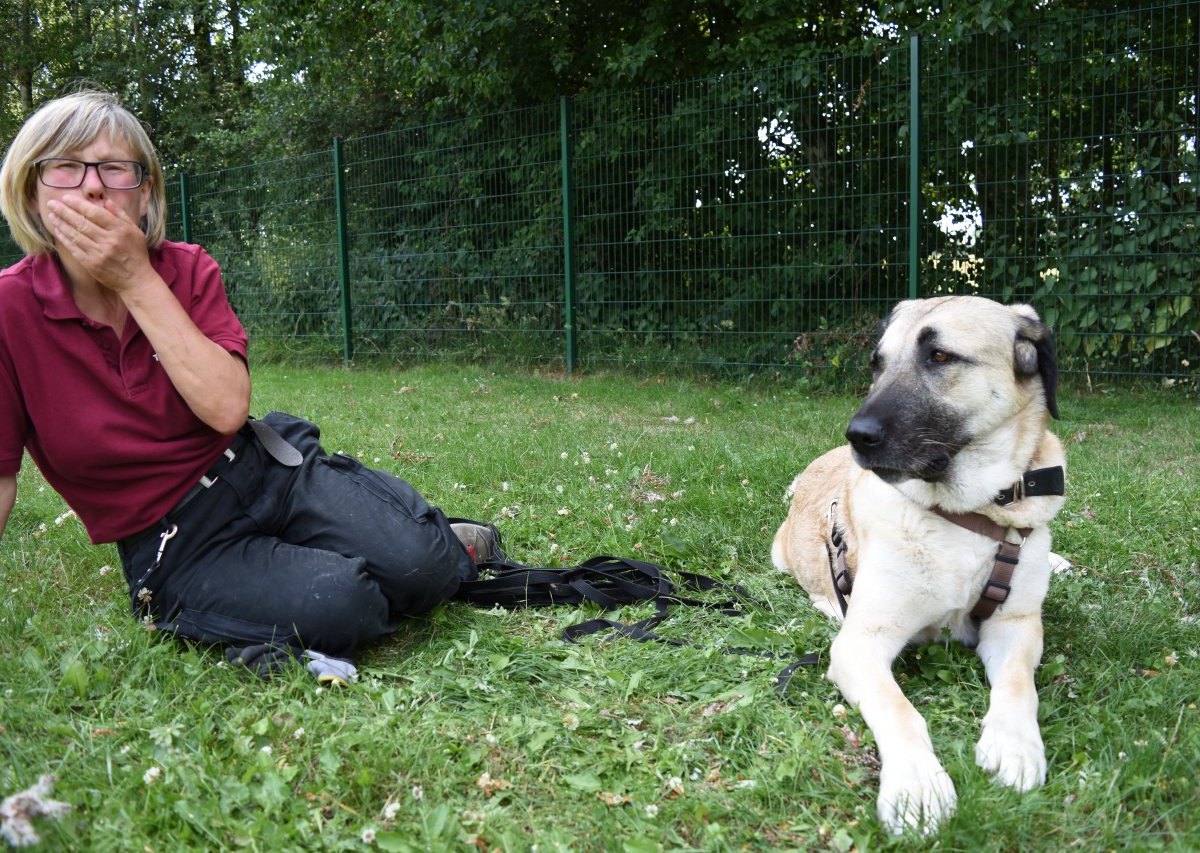 Tierheim Bochum Spenden.JPG