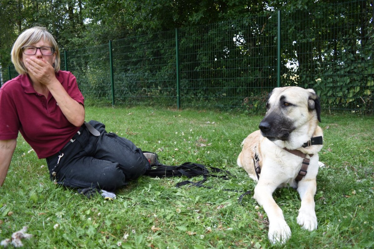 Tierheim Bochum Spenden.JPG