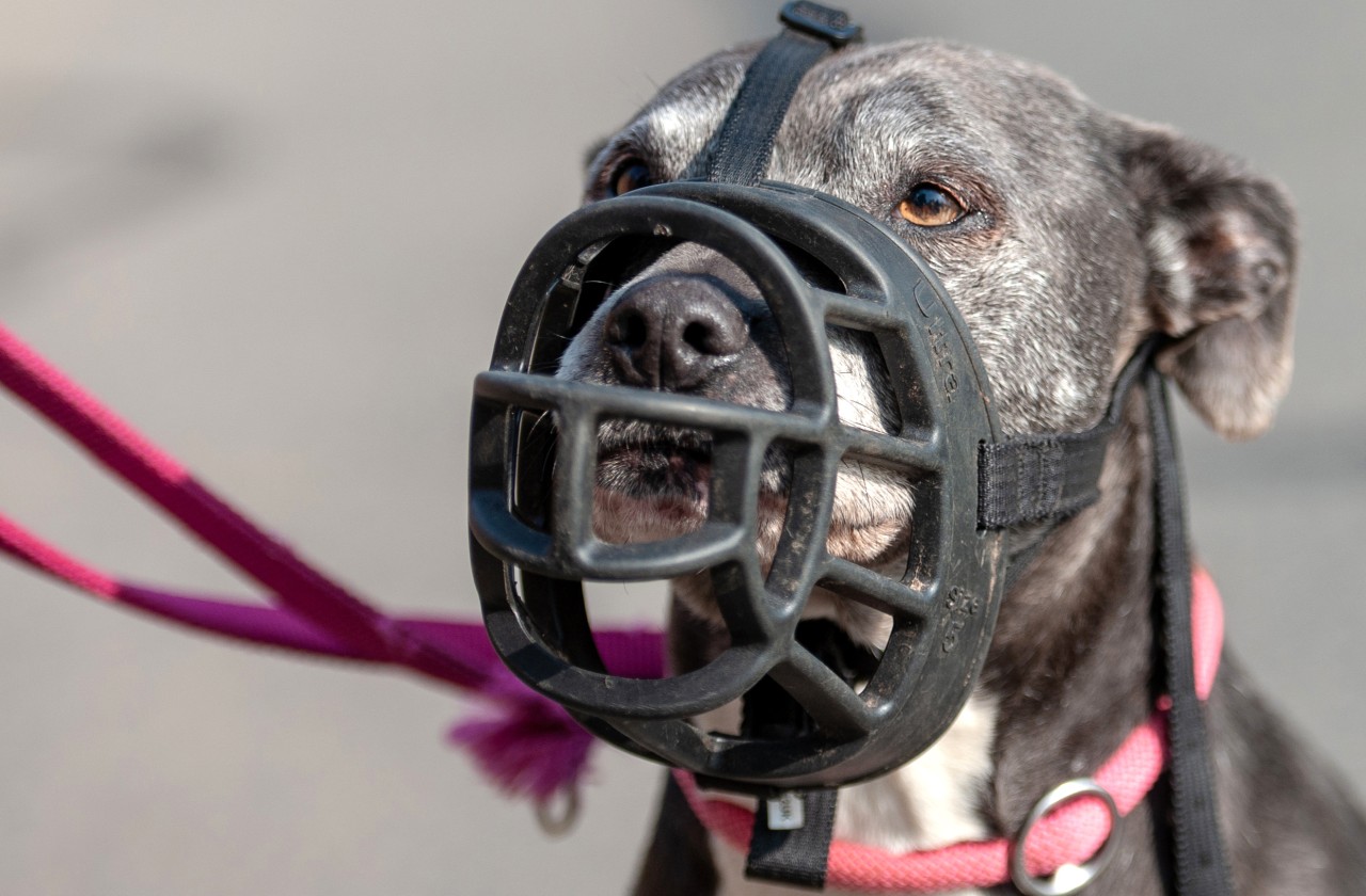 Der Hund war alles andere als gut auf die Mitarbeiter aus dem Tierheim Bochum zu sprechen. (Symbolbild)