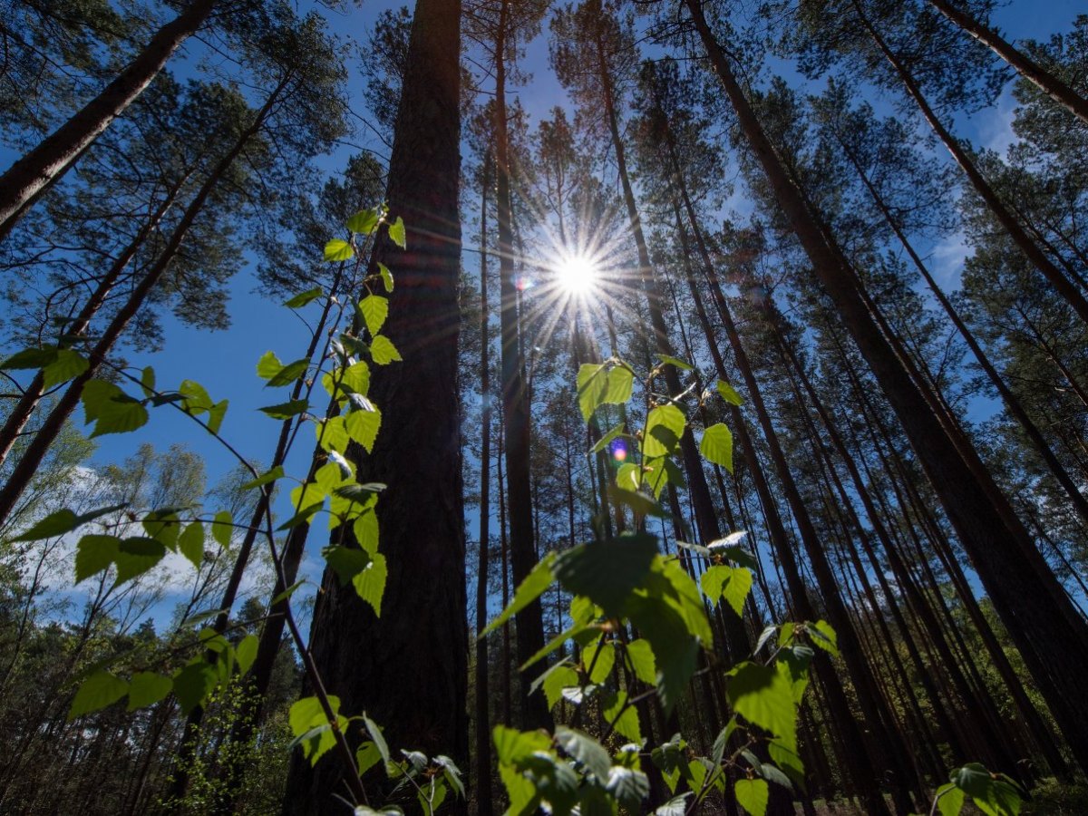 Wälder NRW.jpg