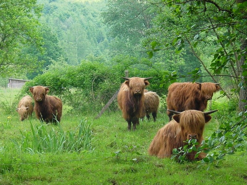 Wälder, Wiesen, Weltenbummler: Wandern im Naturpark Nordvogesen