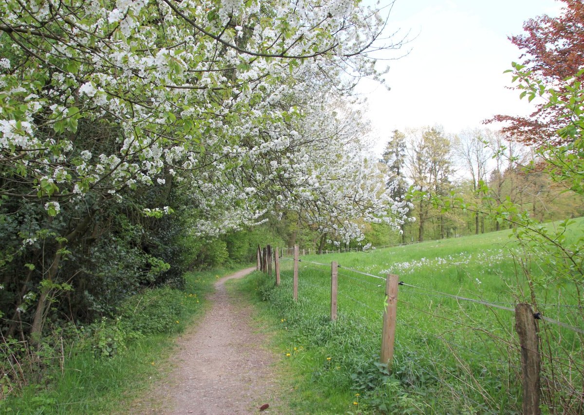 Wanderweg.jpg