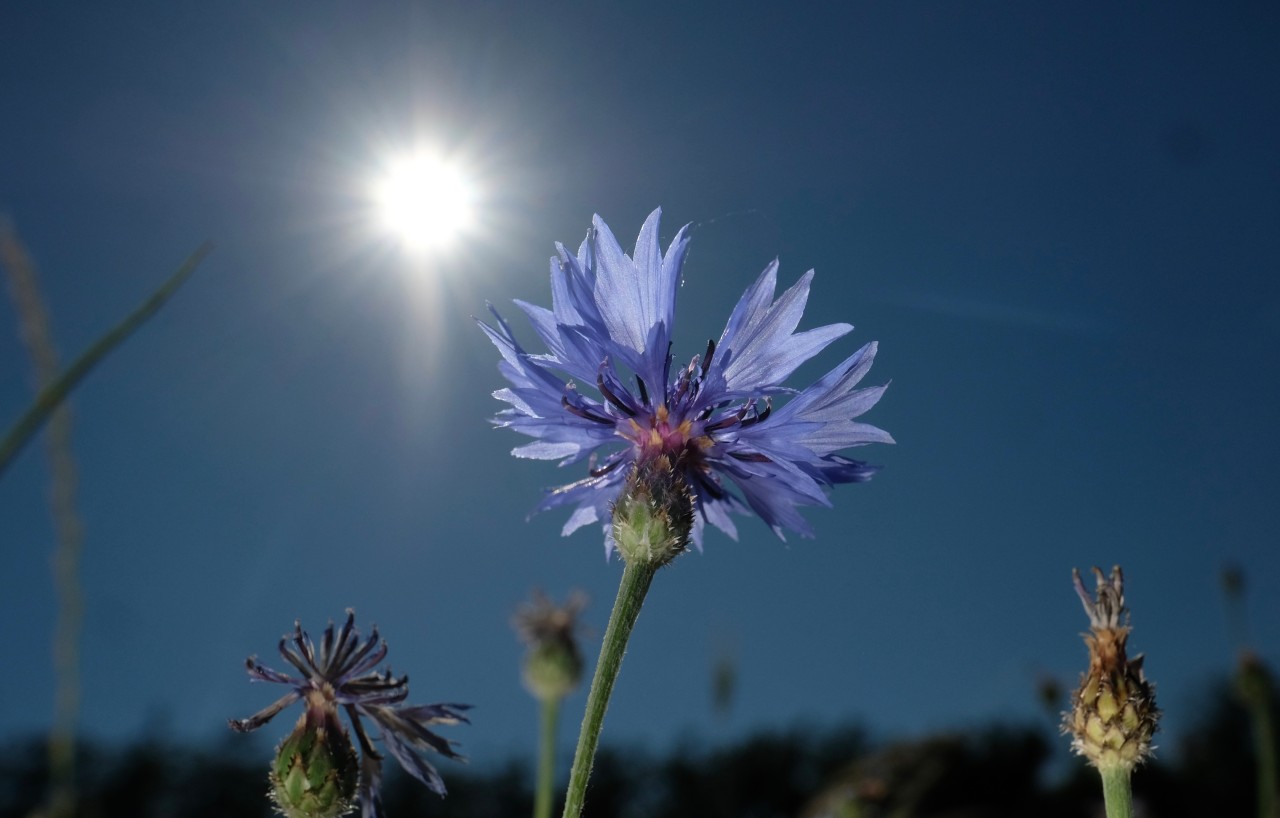 Das Wetter in NRW ist traumhaft – und sehr heiß. (Symbolfoto)