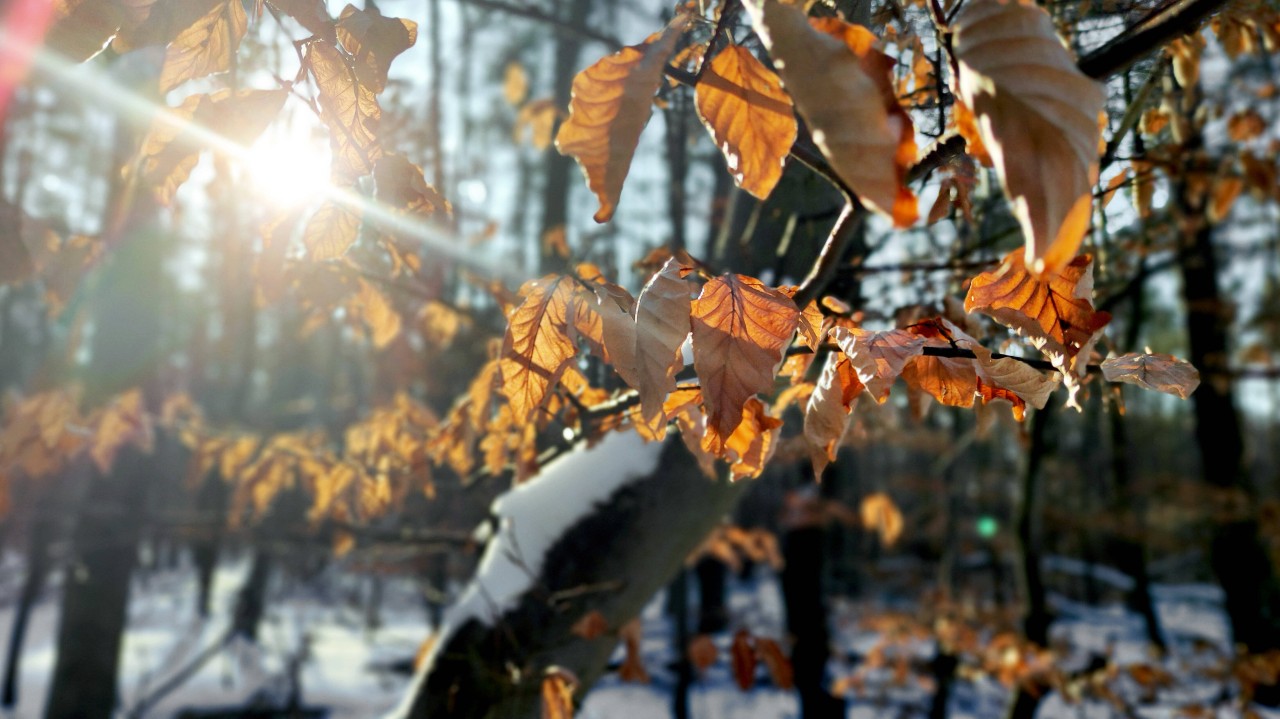 Das Wetter in NRW zeigt sich vor Weihnachten sonnig und eisig zugleich. (Symbolbild)