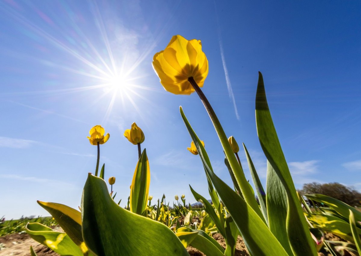 Wetter NRW Sonne.jpg