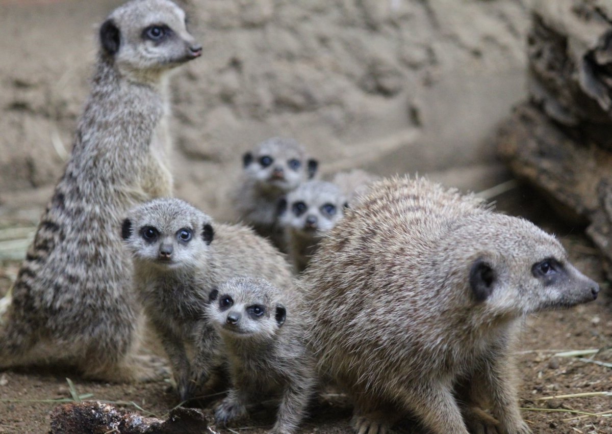 Zoo Dortmund.jpg