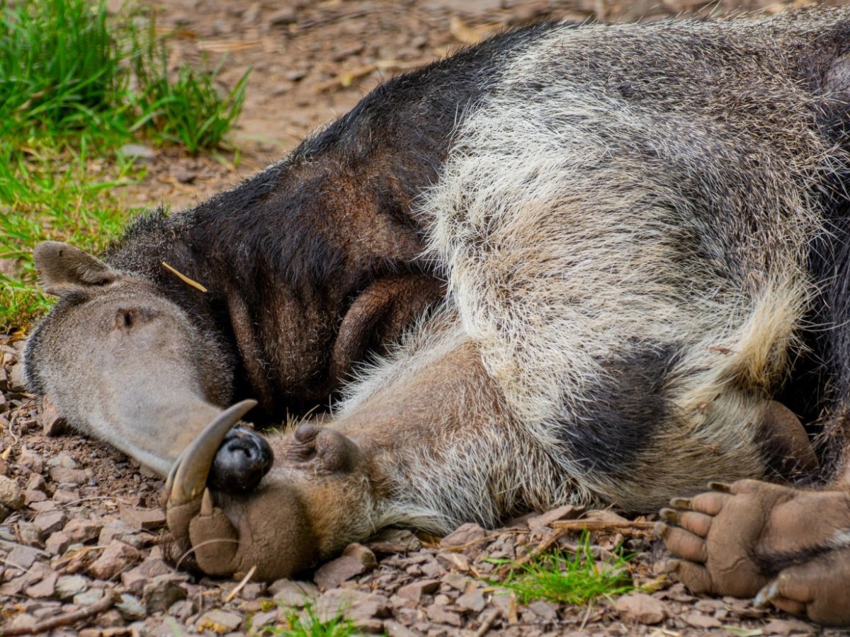 Zoo_Dortmund.jpg