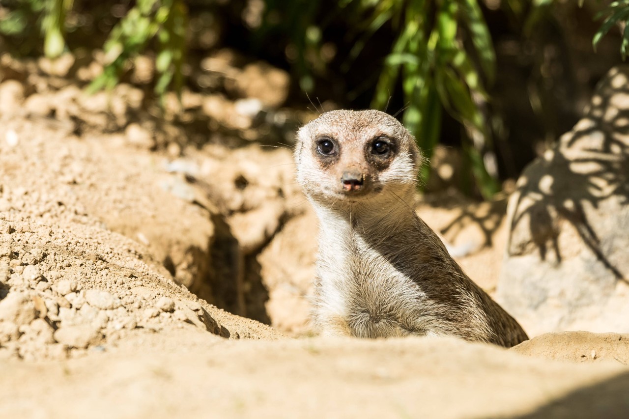 Zoo Dortmund: Die Erdmännchen warten schon auf Besucher