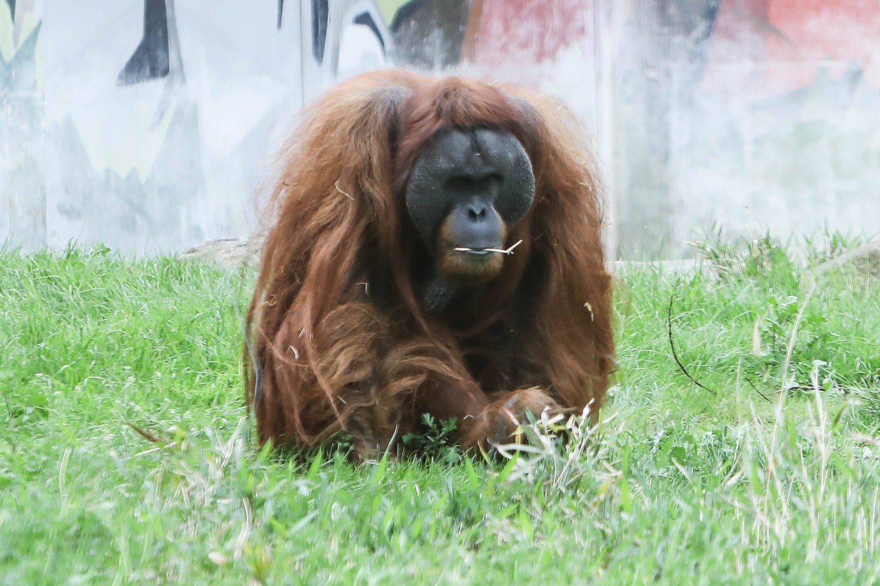 Orang-Utan Walter aus dem Zoo Dortmund.