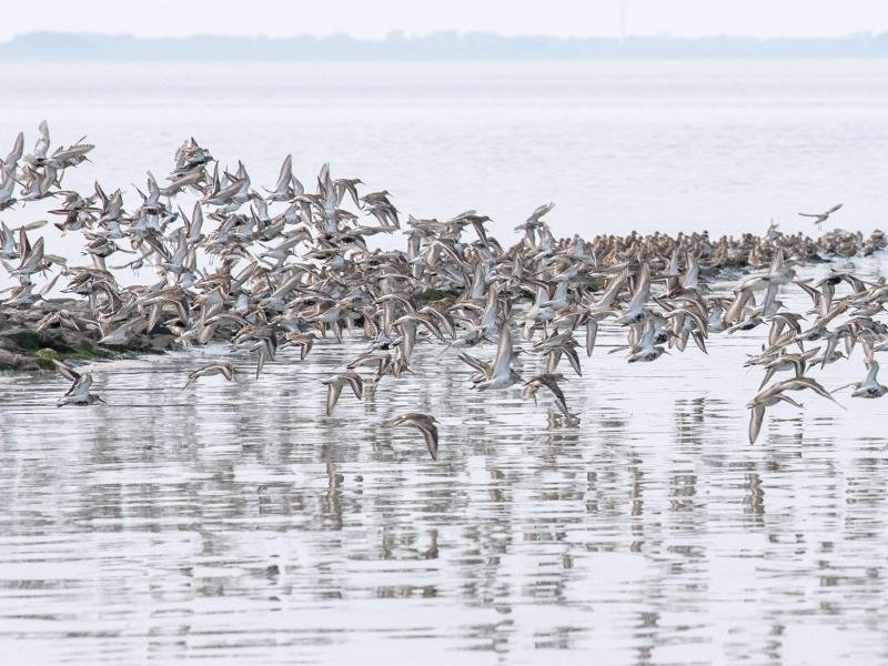 Zugvögel fliegen über das Wattenmeer der Nordseebucht Jadebusen. Mit dem Audioguide "Watt für's Ohr" kann man seine Wattwanderung fortan ergänzen.