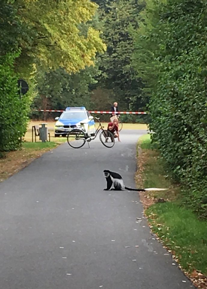 affe-allwetterzoo-münster-ausgebrochen.jpg