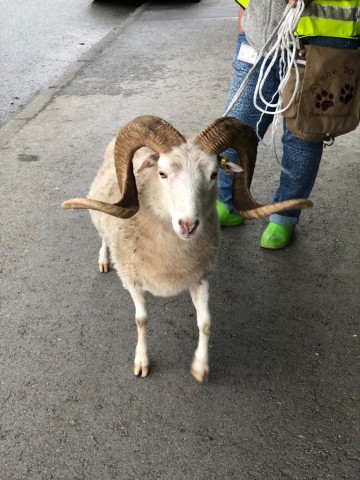 Karlchen war in Dortmund auf der Straße unterwegs. Wer vermisst ihn?