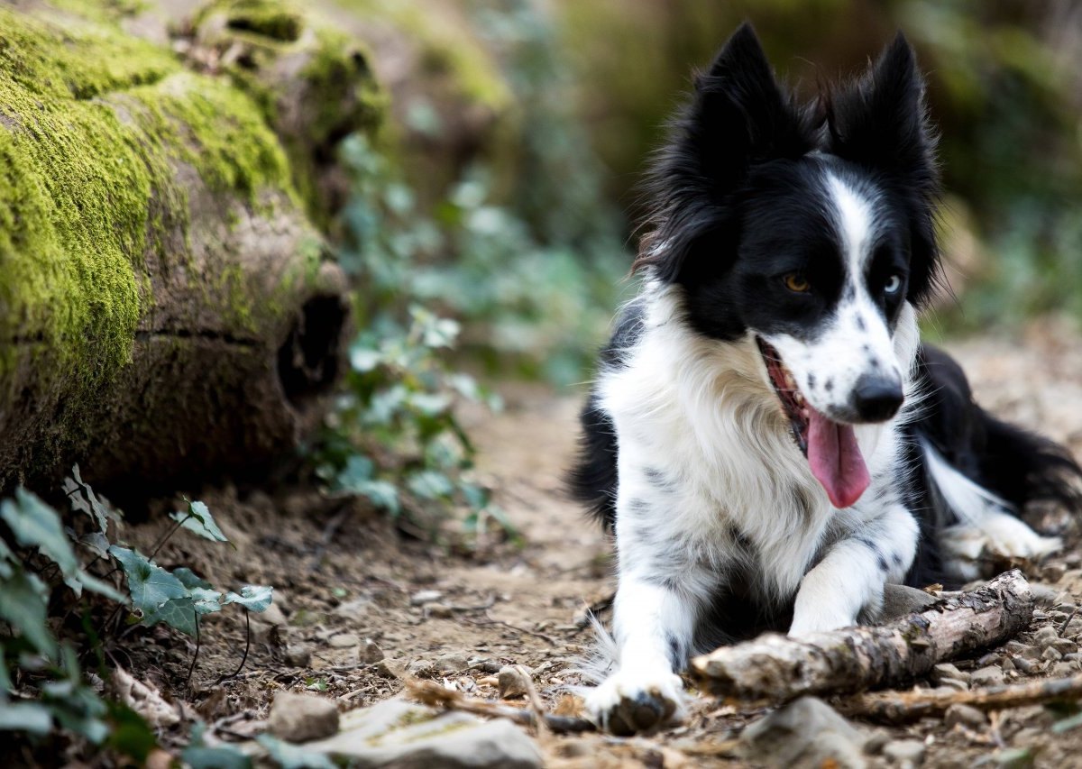 border collie hund in nrw.jpg