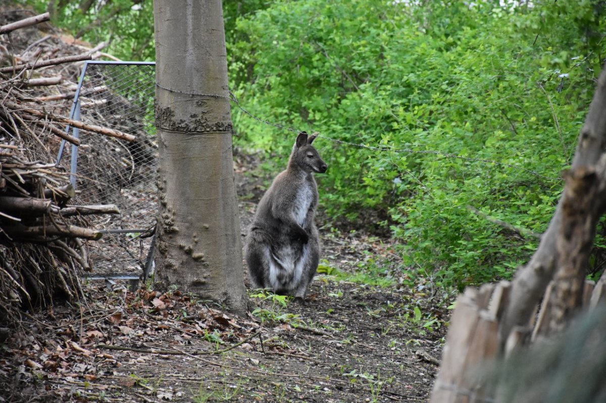 dortmund känguru.jfif