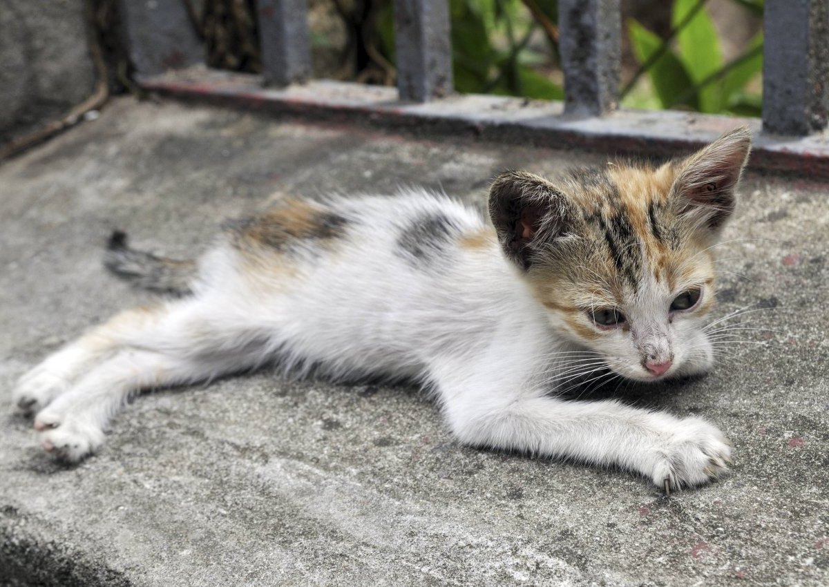 dortmund katze neu.jpg