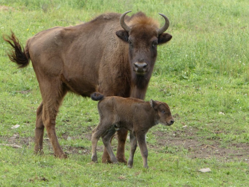 Im Nationalpark Kellerwald-Edersee kann der Besucher im Wildtierpark auch Wisente beobachten. 