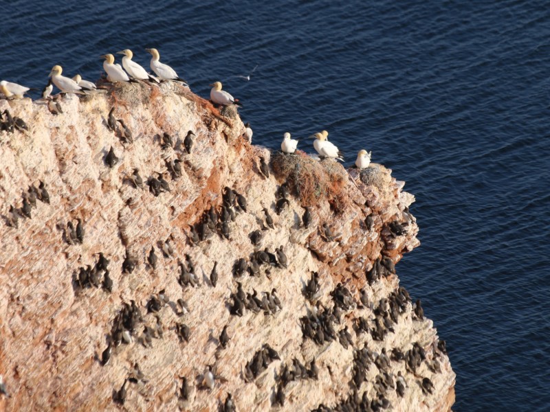 Der Außenposten der Zivilisation: Zu Besuch auf Helgoland