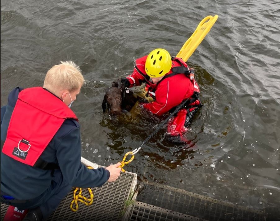 Die Feuerwehr Hattingen rettete am Freitag einem Hund das Leben.