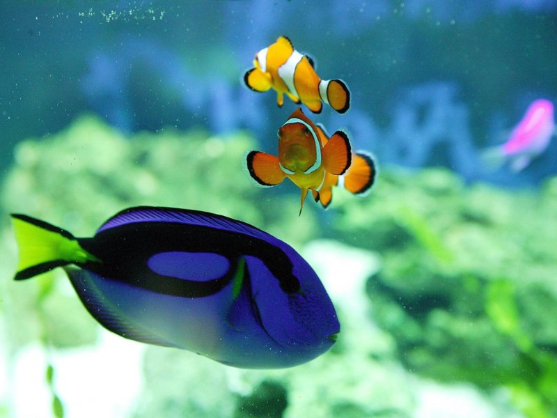 findet dorie.jpg