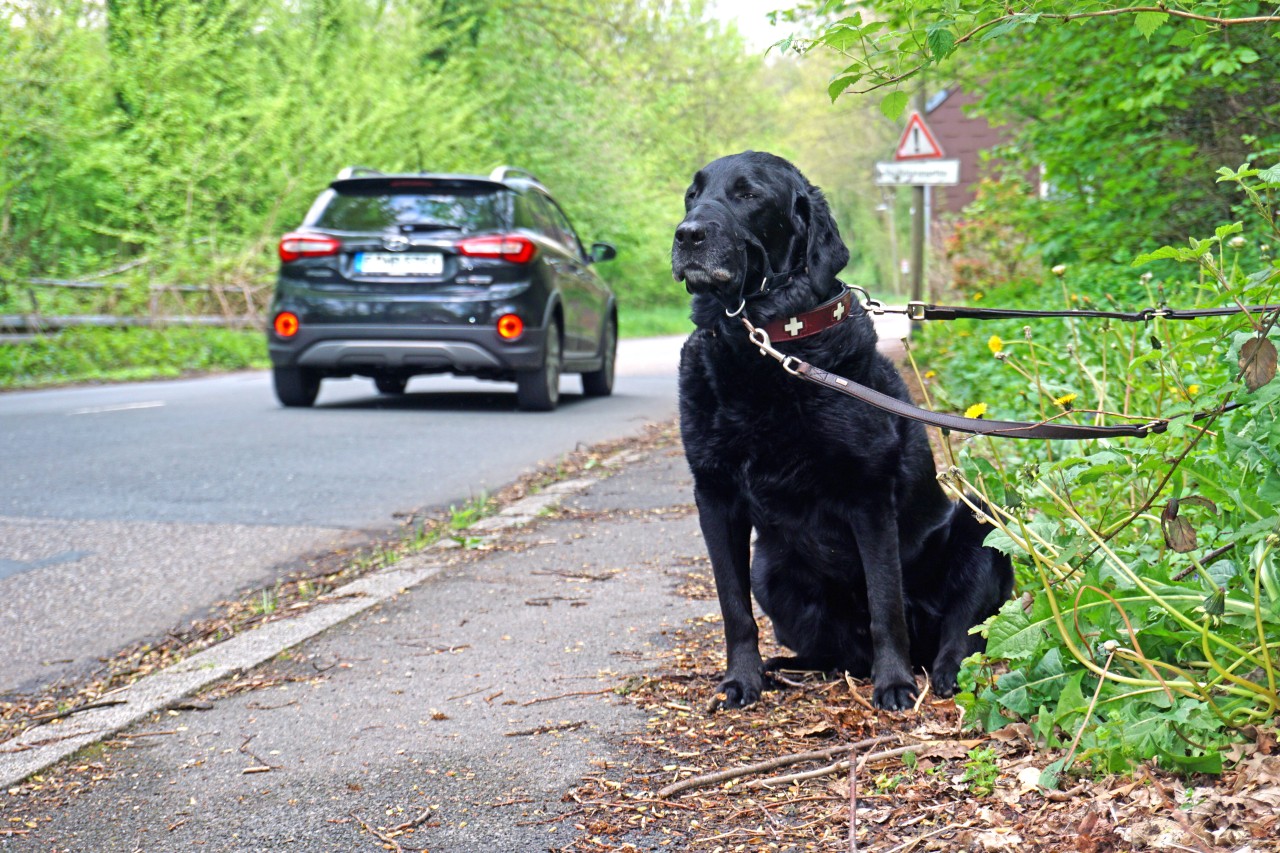 Hund in Dortmund: Findus wurde eiskalt ausgesetzt. (Symbolbild) 