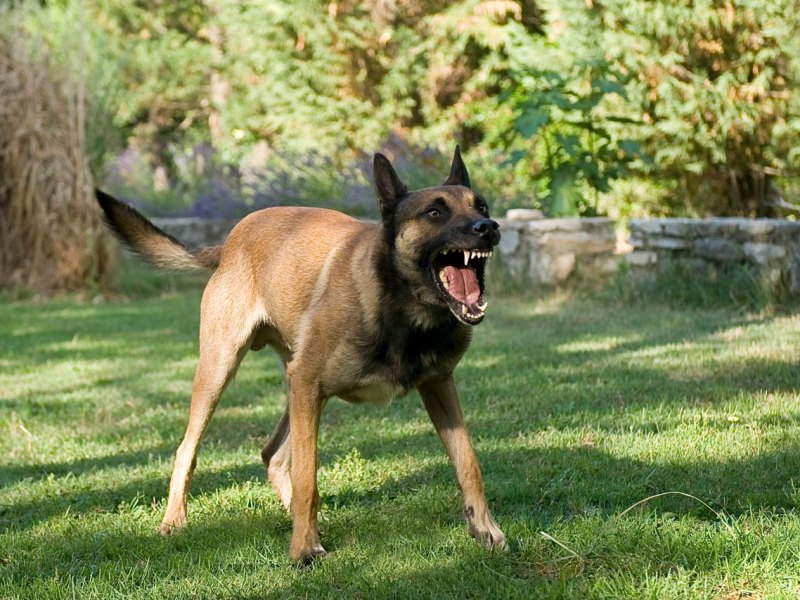 hund.jpg