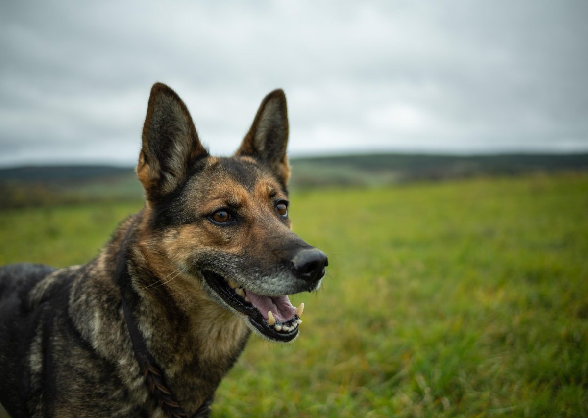 hund in nrw.jpg