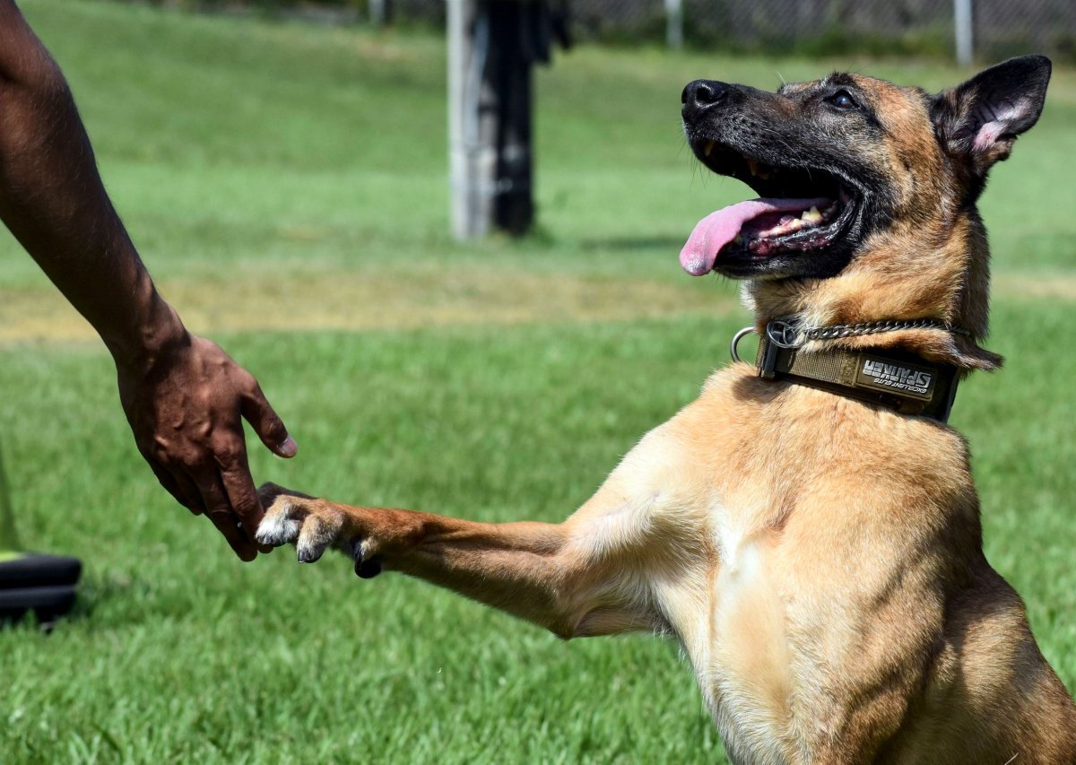 hund in nrw malinois.jpg