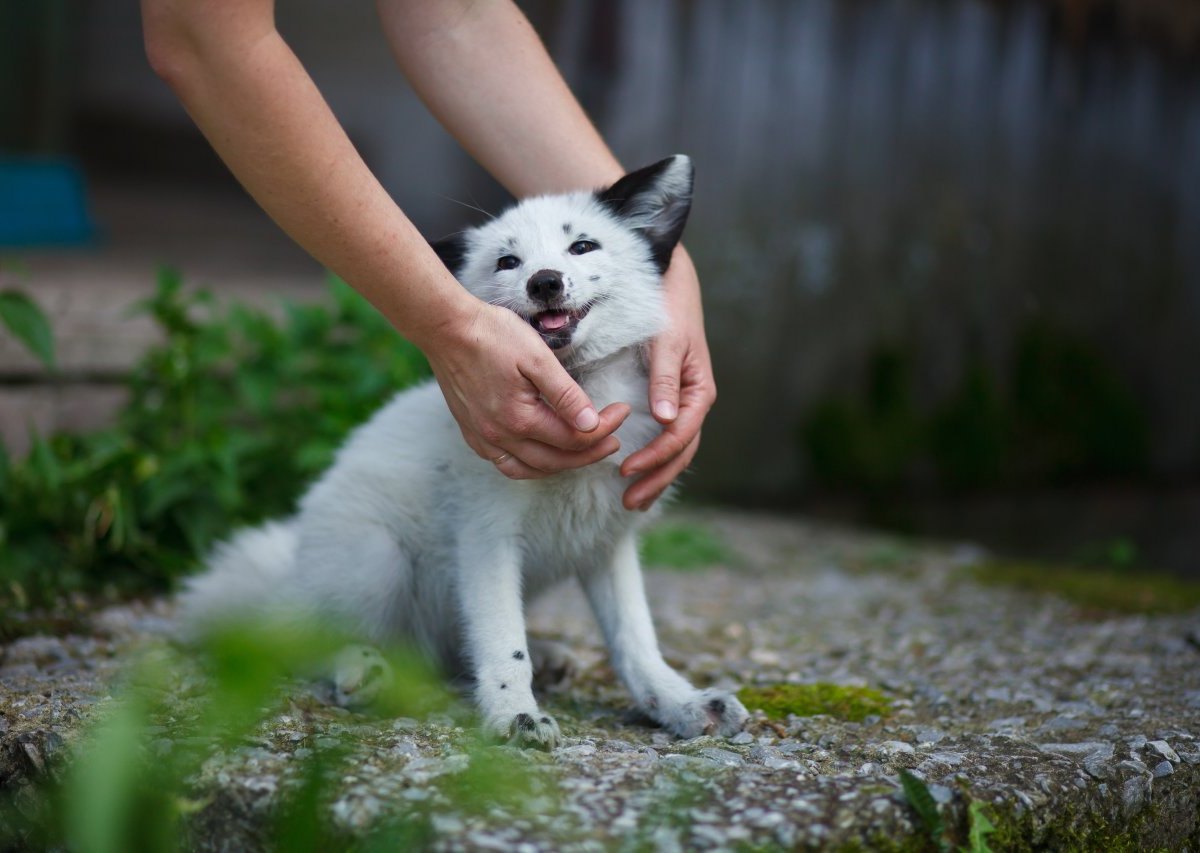 hund-kleve-mädchen-biss.jpg