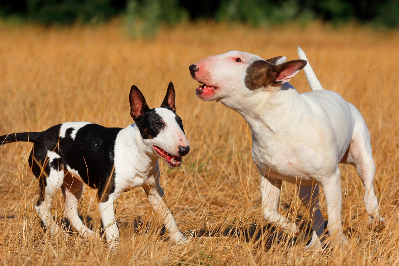 Zwei Miniatur-Bullterrier spielen auf einem Feld.