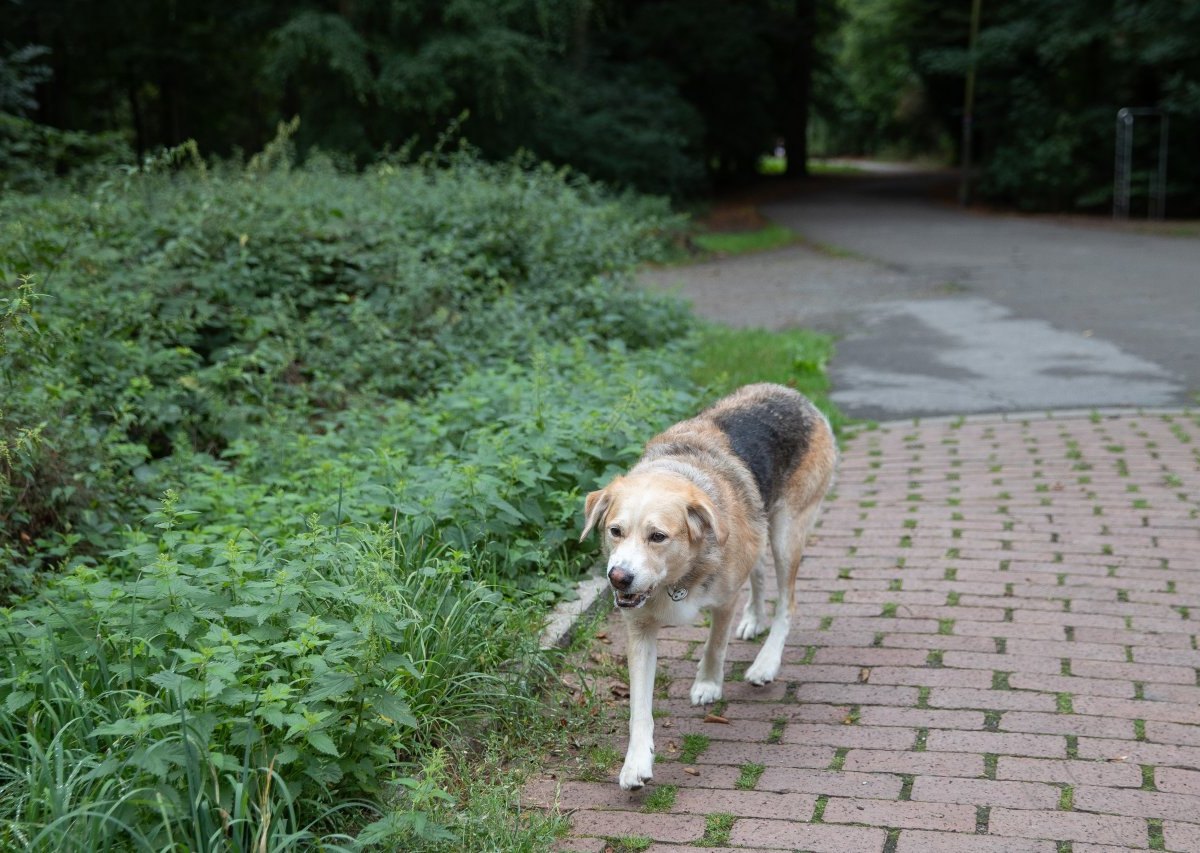 hund nrw.jpg