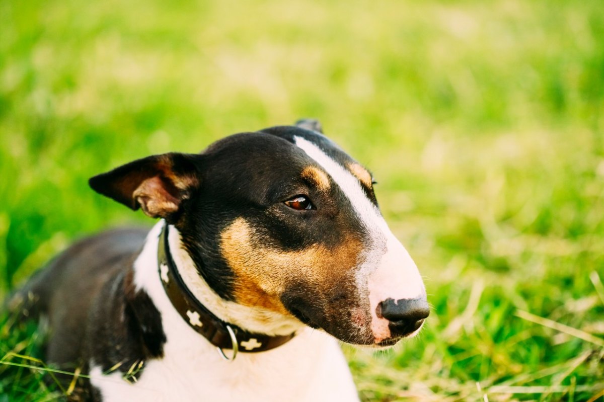 hund-tierarzt