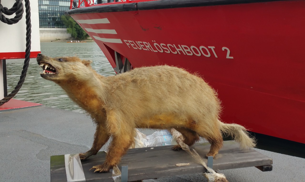 Und so sieht das Viech aus der Nähe aus.