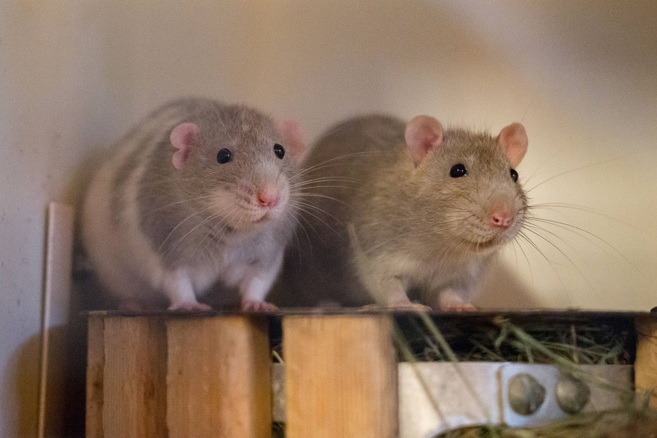 Eine Familie aus dem Ruhrgebiet braucht nach einem Ratten-Missverständnis dringend Hilfe. (Symbolbild)