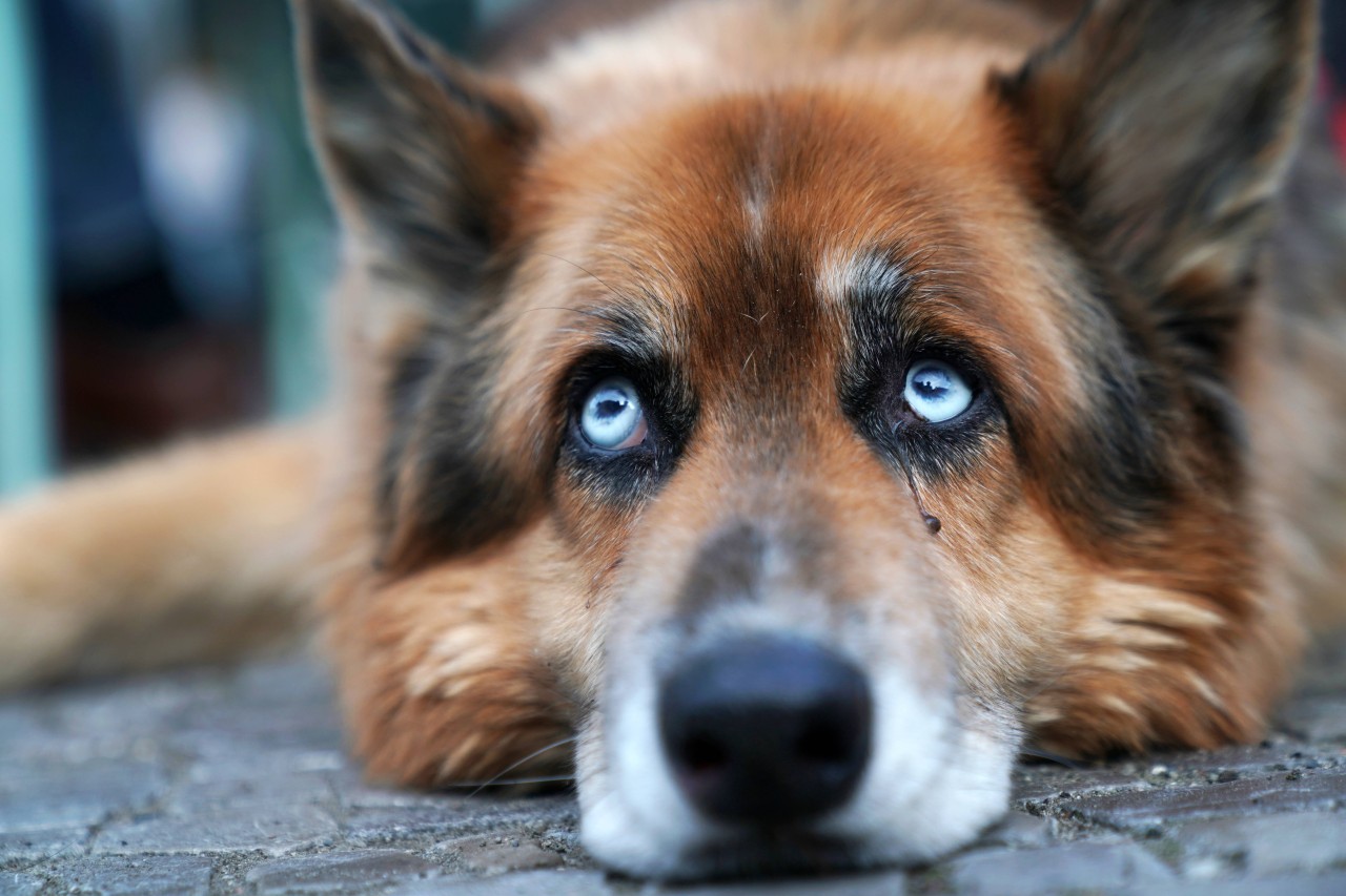 Ein Hund in NRW sucht ein neues Zuhause. Die Tierheim-Mitarbeiter werden kreativ. (Symbolbild)