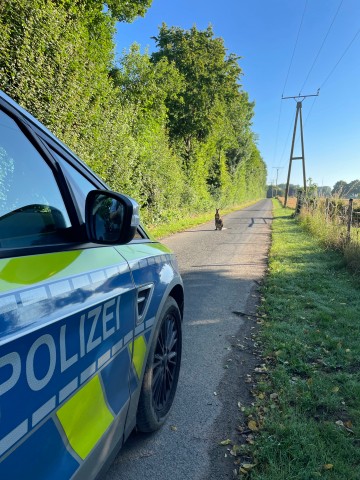 Ein kleines Känguru war in Goch-Hassum, NRW in freier Wildbahn unterwegs. 