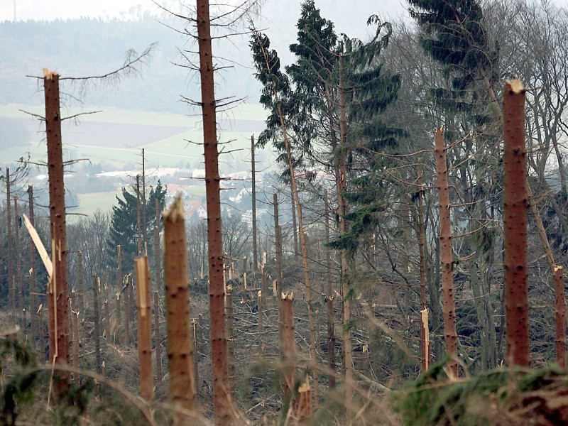 Ein vom Orkan Kyrill verwüsteter Wald in Balve.  
Foto: Oliver Berg dpa/lnw