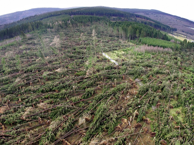 Entwurzelte und abgebrochene Bäume liegen in der Nähe von Wilmsdorf (Kreis Siegen-Wittgenstein) 
Foto: Bernd Thissen/dpa