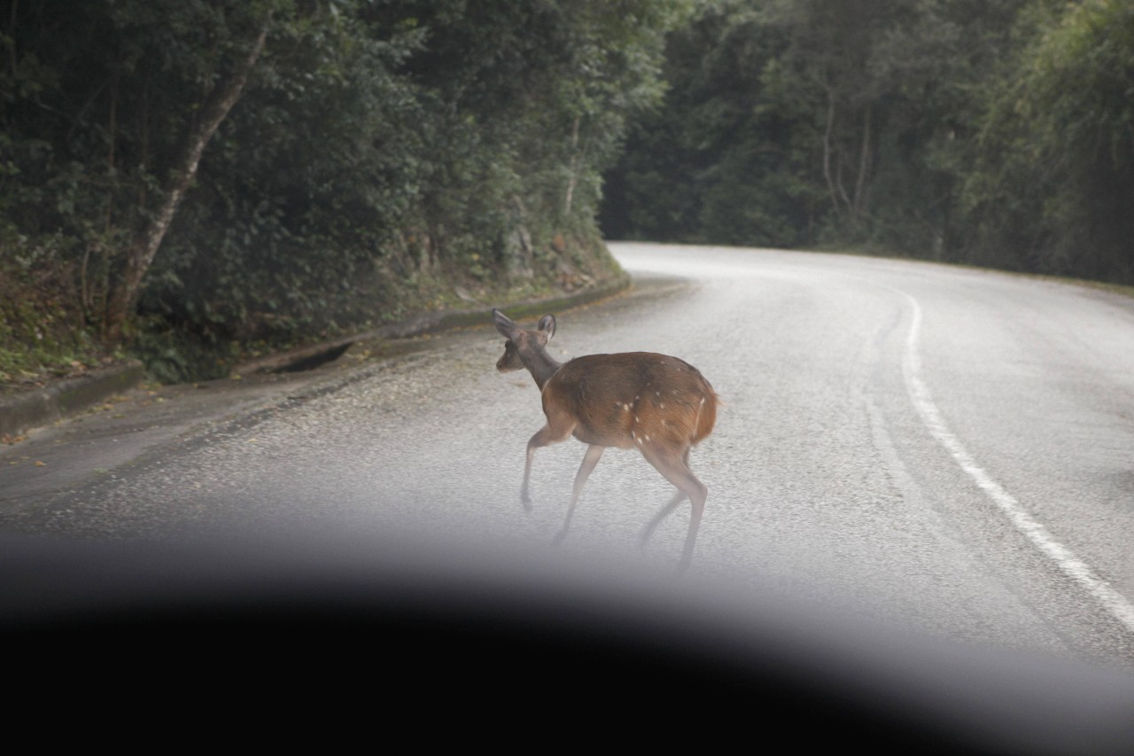 Immer wieder kommt es auf den Straßen in NRW zu Kollisionen zwischen Auto und Tier. (Symbolbild)