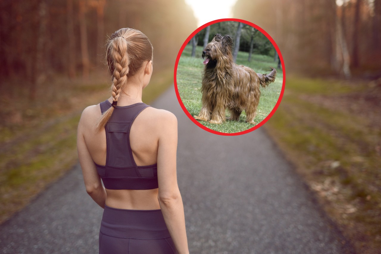 In NRW haben Hunde der Rasse "Briard" eine Joggerin böse attackiert. 