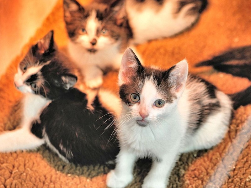 Der Verein "Tiere in Not" ruft einen Katzennotstand aus und weist auf die unkontrollierte Vermehrung wildlebender Hauskatzen hin. In den Vereinsräumen hält der Verein viele Jungtiere, am Donnerstag, den 21. June 2012 in Bochum.   Foto: Ingo Otto / WAZ FotoPool