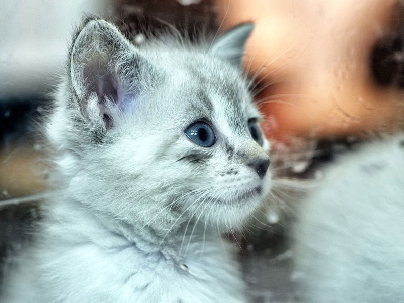 Der Verein "Tiere in Not" ruft einen Katzennotstand aus und weist auf die unkontrollierte Vermehrung wildlebender Hauskatzen hin. In den Vereinsräumen hält der Verein viele Jungtiere, am Donnerstag, den 21. June 2012 in Bochum.   Foto: Ingo Otto / WAZ FotoPool