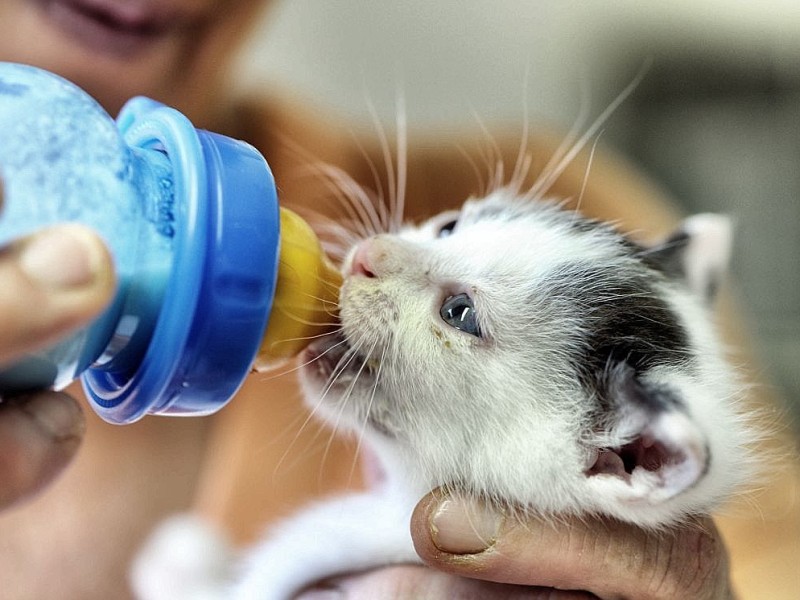 Der Verein "Tiere in Not" ruft einen Katzennotstand aus und weist auf die unkontrollierte Vermehrung wildlebender Hauskatzen hin. In den Vereinsräumen hält der Verein viele Jungtiere. Sigrid Kipper füttert ein Katzenbaby, am Donnerstag, den 21. June 2012 in Bochum.   Foto: Ingo Otto / WAZ FotoPool