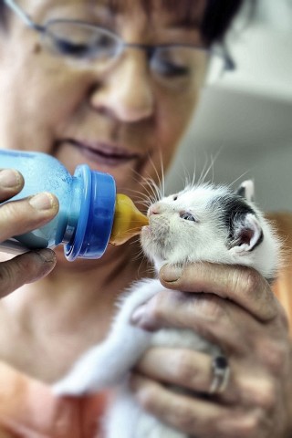 Der Verein "Tiere in Not" ruft einen Katzennotstand aus und weist auf die unkontrollierte Vermehrung wildlebender Hauskatzen hin. In den Vereinsräumen hält der Verein viele Jungtiere. Sigrid Kipper füttert ein Katzenbaby, am Donnerstag, den 21. June 2012 in Bochum.   Foto: Ingo Otto / WAZ FotoPool